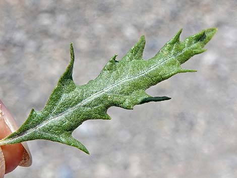 Woolly Fruit Burr Ragweed (Ambrosia eriocentra)