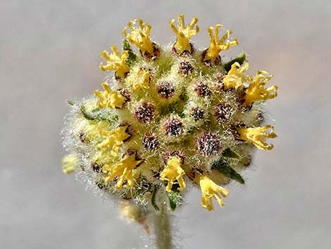 Woolly Fruit Burr Ragweed (Ambrosia eriocentra)