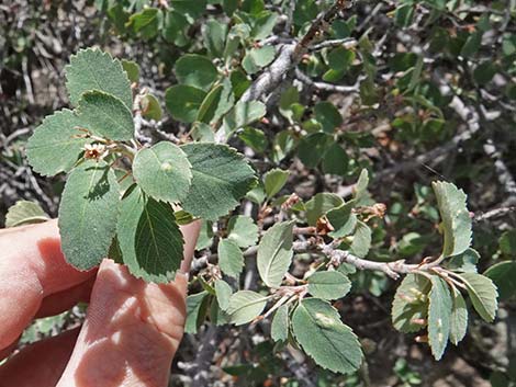 Utah Serviceberry (Amelanchier utahensis)