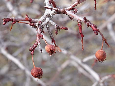 Utah Serviceberry (Amelanchier utahensis)