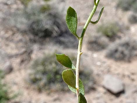 Fremont's Chaffbush (Amphipappus fremontii)