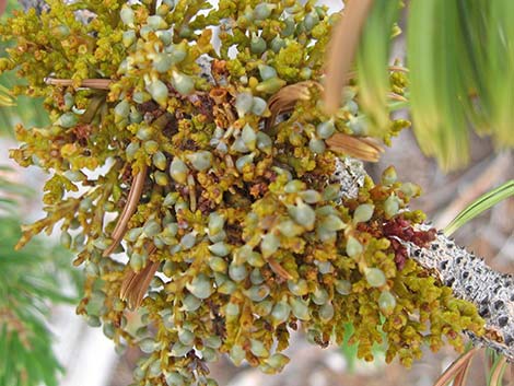 Western Dwarf Mistletoe (Arceuthobium campylopodum)