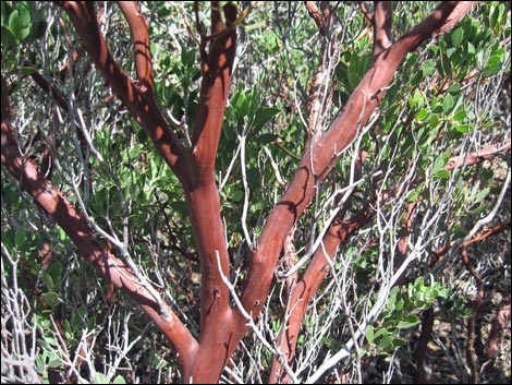 Pointleaf Manzanita (Arctostaphylos pungens)