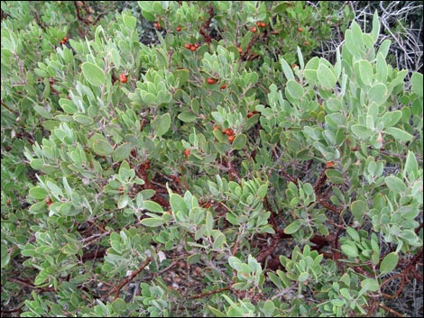 Pointleaf Manzanita (Arctostaphylos pungens)