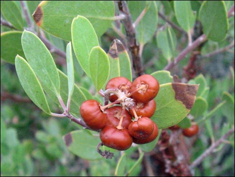 Pointleaf Manzanita (Arctostaphylos pungens)