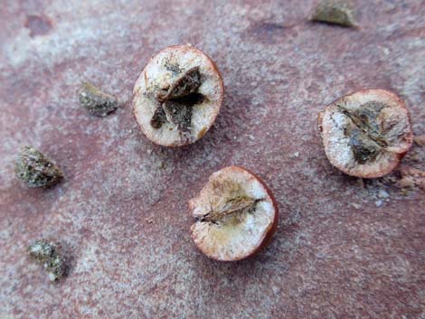 Pointleaf Manzanita (Arctostaphylos pungens)