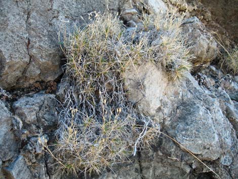 Mojave Sandwort (Arenaria macradenia)