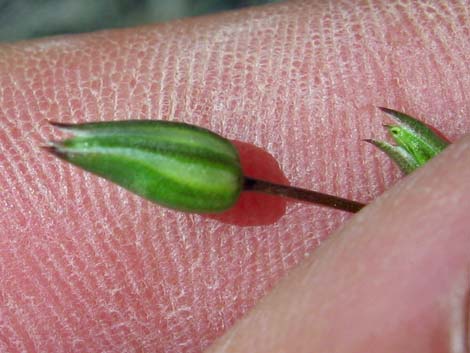 Mojave Sandwort (Arenaria macradenia)