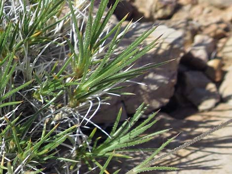 Mojave Sandwort (Arenaria macradenia)