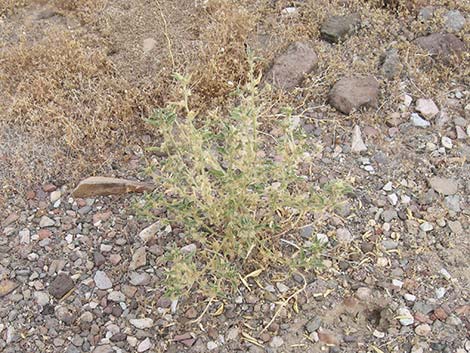 Narrowleaf Silverbush (Ditaxis lanceolata)