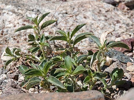 Yuma Silverbush (Ditaxis serrata)