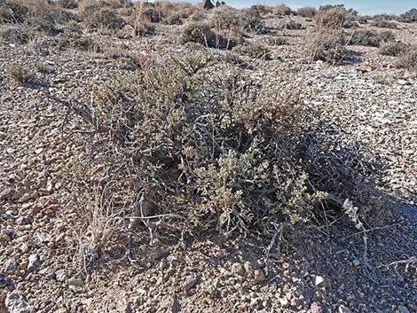 Black Sagebrush (Artemisia nova)