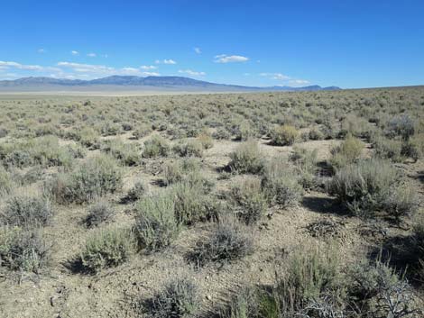 Black Sagebrush (Artemisia nova)