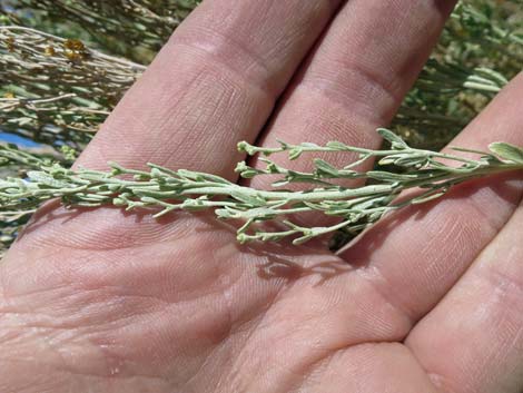 Black Sagebrush (Artemisia nova)