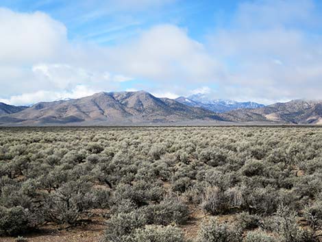 Sagebrush (Artemisia spp.)