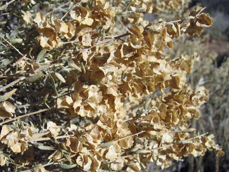 Fourwing Saltbush (Atriplex canescens)