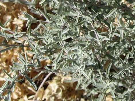 Fourwing Saltbush (Atriplex canescens)