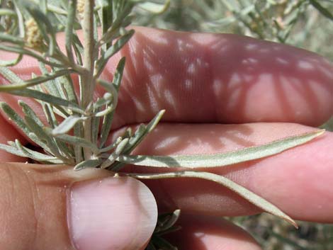 Fourwing Saltbush (Atriplex canescens)