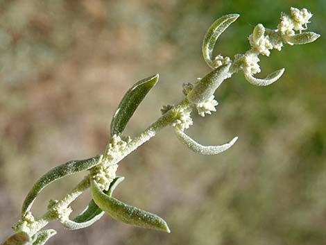 Fourwing Saltbush (Atriplex canescens)