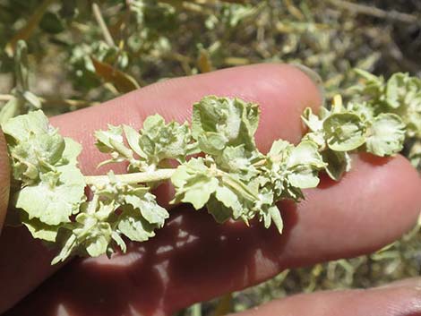 Fourwing Saltbush (Atriplex canescens)