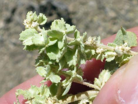 Saltbush (Atriplex canescens)