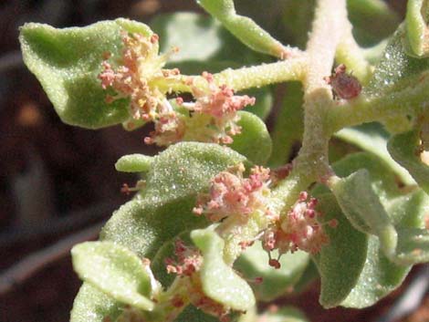 Shadscale Saltbush (Atriplex confertifolia)