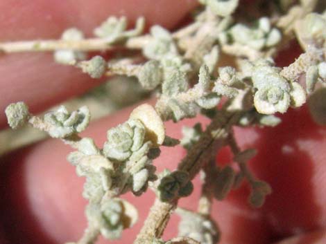 Shadscale Saltbush (Atriplex confertifolia)