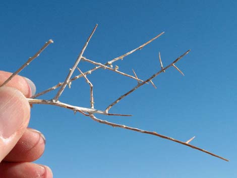 Shadscale Saltbush (Atriplex confertifolia)