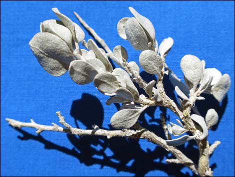 Shadscale Saltbush (Atriplex confertifolia)