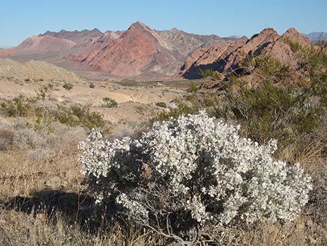 Desert-holly Saltbush (Atriplex hymenelytra)