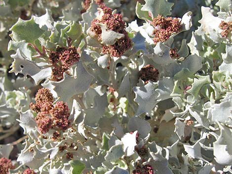 Desert-holly Saltbush (Atriplex hymenelytra)