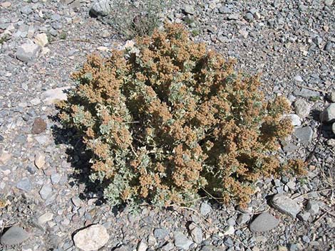 Desert-holly Saltbush (Atriplex hymenelytra)