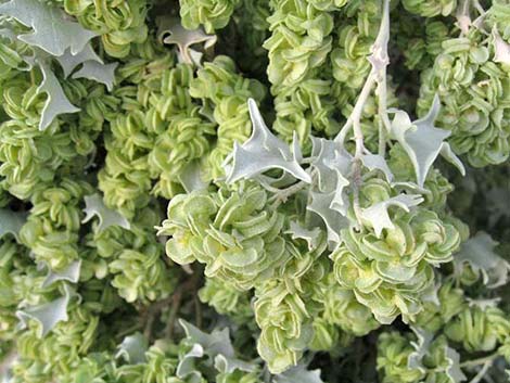 Desert-holly (Atriplex hymenelytra)