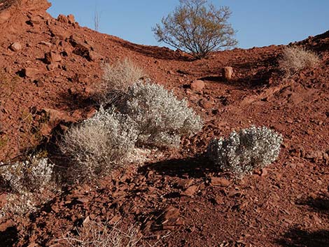 Desert-holly Saltbush (Atriplex hymenelytra)