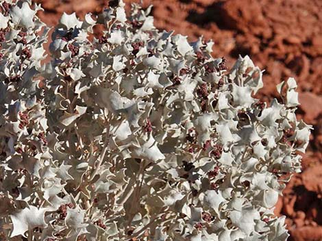 Desert-holly Saltbush (Atriplex hymenelytra)