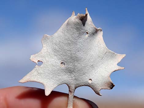 Desert-holly (Atriplex hymenelytra)