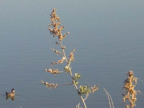 Quailbush (Atriplex lentiformis)