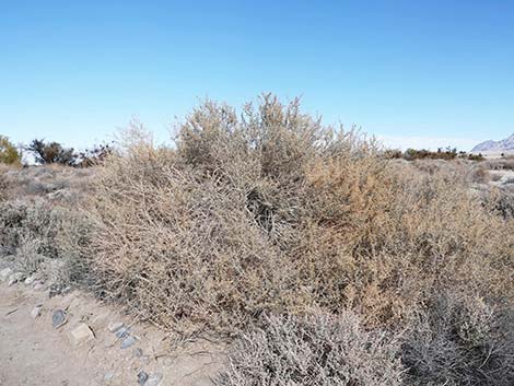 Quailbush (Atriplex lentiformis)