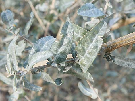 Quailbush (Atriplex lentiformis)