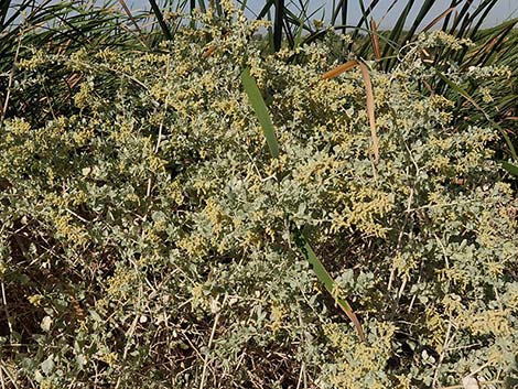 Quailbush (Atriplex lentiformis)