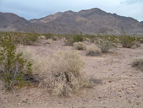 Cattle Saltbush (Atriplex polycarpa)