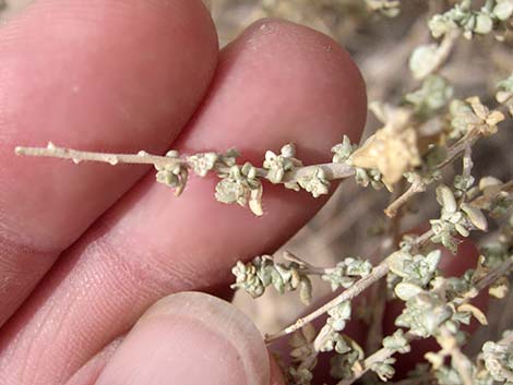 Cattle Saltbush (Atriplex polycarpa)