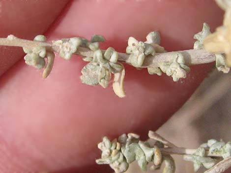 Cattle Saltbush (Atriplex polycarpa)