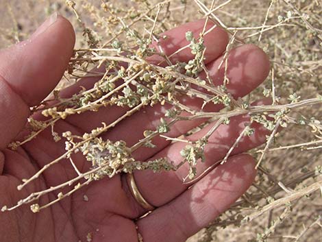 Cattle Saltbush (Atriplex polycarpa)