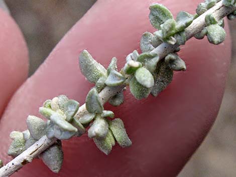 Cattle Saltbush (Atriplex polycarpa)