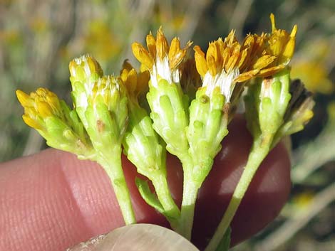 Emory Baccharis (Baccharis emoryi)