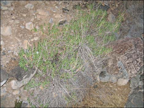 Seep Willow (Baccharis salicifolia)