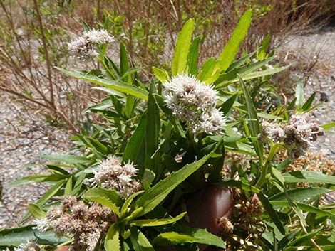 Seep Willow (Baccharis salicifolia)