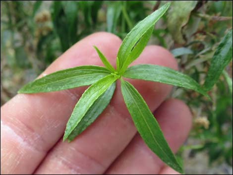 Seep Willow (Baccharis salicifolia)