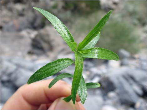 Seep Willow (Baccharis salicifolia)